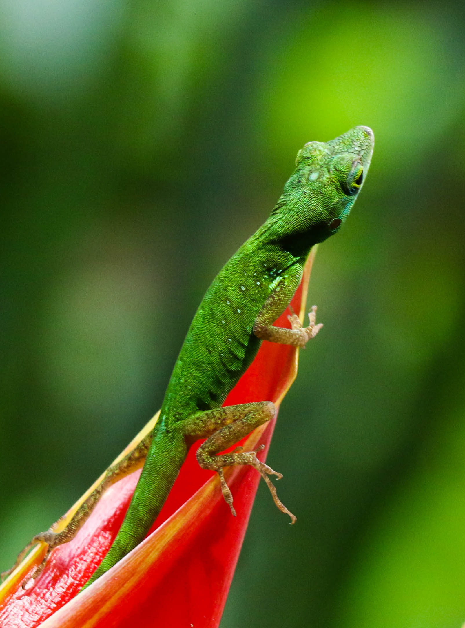 Little Green Lizard Martinique 3 | Shutterbug